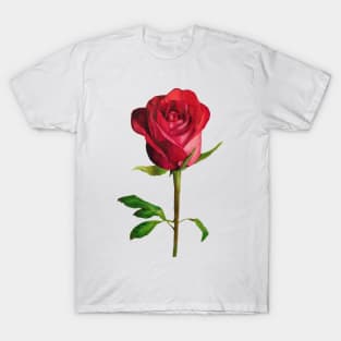 Red rose T-Shirt